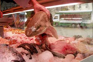 Fisch Anton